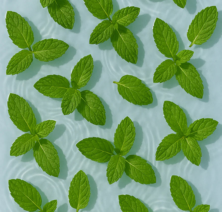 Organic Peppermint Hydrosol